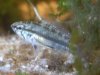apisto-weib.jpg