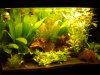 Aquarium 3.jpg