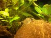 Corydoras panda.jpg
