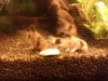 Corydoras panda.jpg