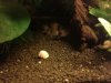 Apfelschnecke 2.jpg