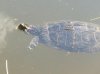 schildkröte.JPG