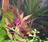 Bild1.gif