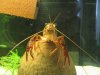 jungerclarkii.jpg