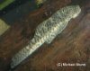 L277-Chaetostoma-sp.-03_small.jpg