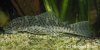 L277-Chaetostoma-sp.-01_small.jpg