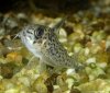 C.atropersonatus.jpg