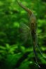 Aquarium 2011 07 008.jpg