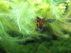 Guppy rot - vorher.jpg