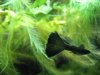 Guppy blau - vorher.jpg