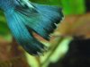 Guppy blau - nachher.jpg