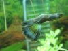Guppy blaugrün - nachher.jpg