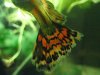 Guppy rot nachher.jpg
