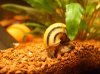 zwergdiamantschnecke.jpg