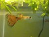 guppy1.jpg
