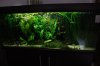 Aquarium 2011 07 048.jpg