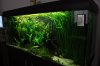 Aquarium 2011 07 050.jpg