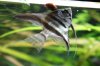 Aquarium 2011 07 051.jpg