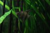 Aquarium 2011 07 052.jpg