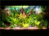 Aquarium 11-10 (2)k.jpg