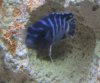 Demasoni.jpg