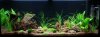 Aquarium.jpg