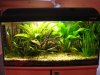 Aquarium 34.jpg