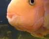 oranje2.jpg