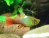 platy1.jpg