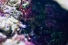 20120717_Aquarium_003.jpg