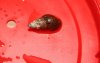 schnecke.jpg