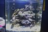 Blenny.jpg