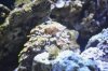 Blenny2.jpg
