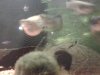 Guppy01.jpg