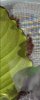 Blatt.jpg
