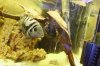 Fische 2 010.JPG