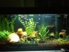 aquarium mittel.jpg