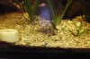 Inka ZWergbuntbarsch 008.JPG
