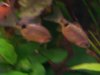 DSCF1469.JPG
