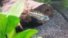 Apisto im Becken1.JPG