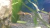 Apisto im Becken2.JPG