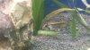 Apisto im Becken3.JPG