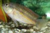 Apistogramma 2.jpg