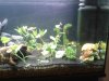 comp_Aquarium_320140211_213858.jpg