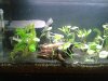 comp_Aquarium_320140211_213851.jpg