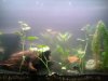 comp_Aquarium_320140212_145641.jpg