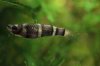 Pseudepiplatys_annulatus_0002.JPG