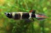 Pseudepiplatys_annulatus_0003.JPG