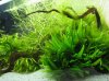 Cladophora 014a.jpg