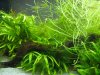 Cladophora 013a.jpg